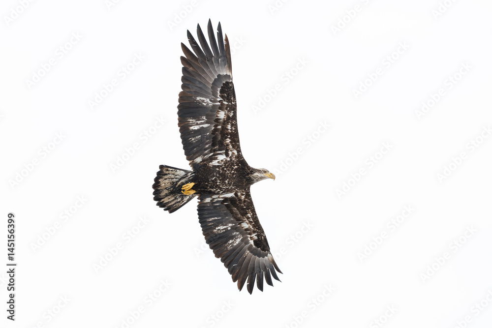 Obraz premium Juvenile Bald Eagle