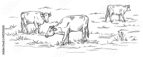 Cows grazing on meadow Hand drawn vector illustration sketch