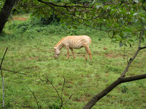 an albino zebra