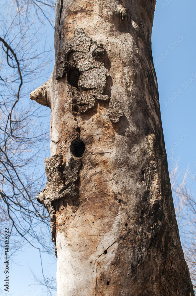 Stem of dried dead tree with hollows for wild animals on blue sky background