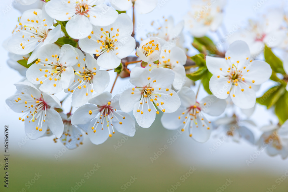 Cherry blossoms Cherry blossoms