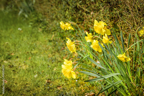 Springtime in the garden with yellow daffodils