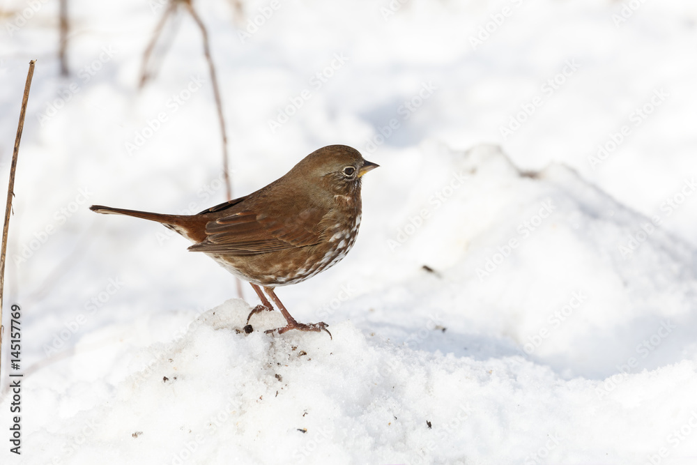 Fototapeta premium Fox sparrow and snow