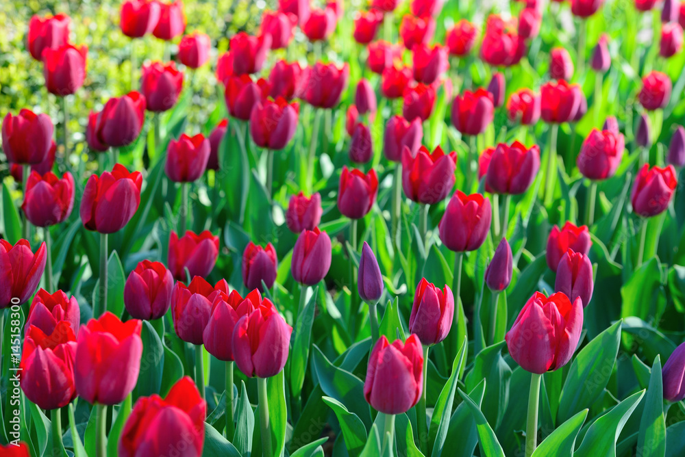 Many red tulips under morning sunlight in the park. Bright sunlight