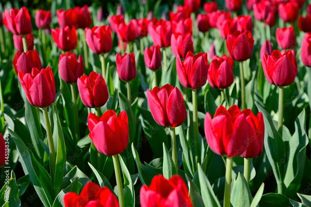 Many red tulips under morning sunlight in the park. Bright sunlight Many red tulips under morning sunlight in the park. Bright sunlight
