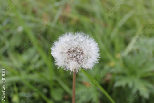 Dandelion seeds in the morning sunlight blowing away across a fresh green background