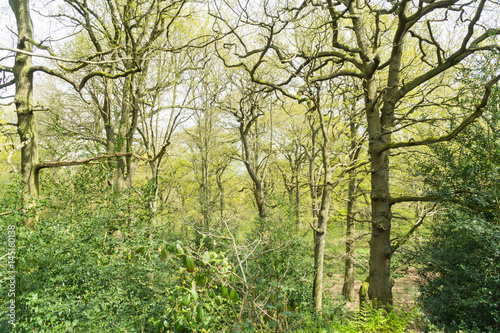 Swithland wood, Leicestershire