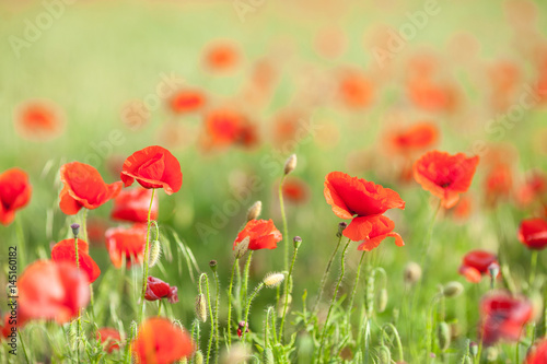 Poppy farming, nature, agriculture concept - close up of red blooming poppy flowers over agriculture field background - empty space for text