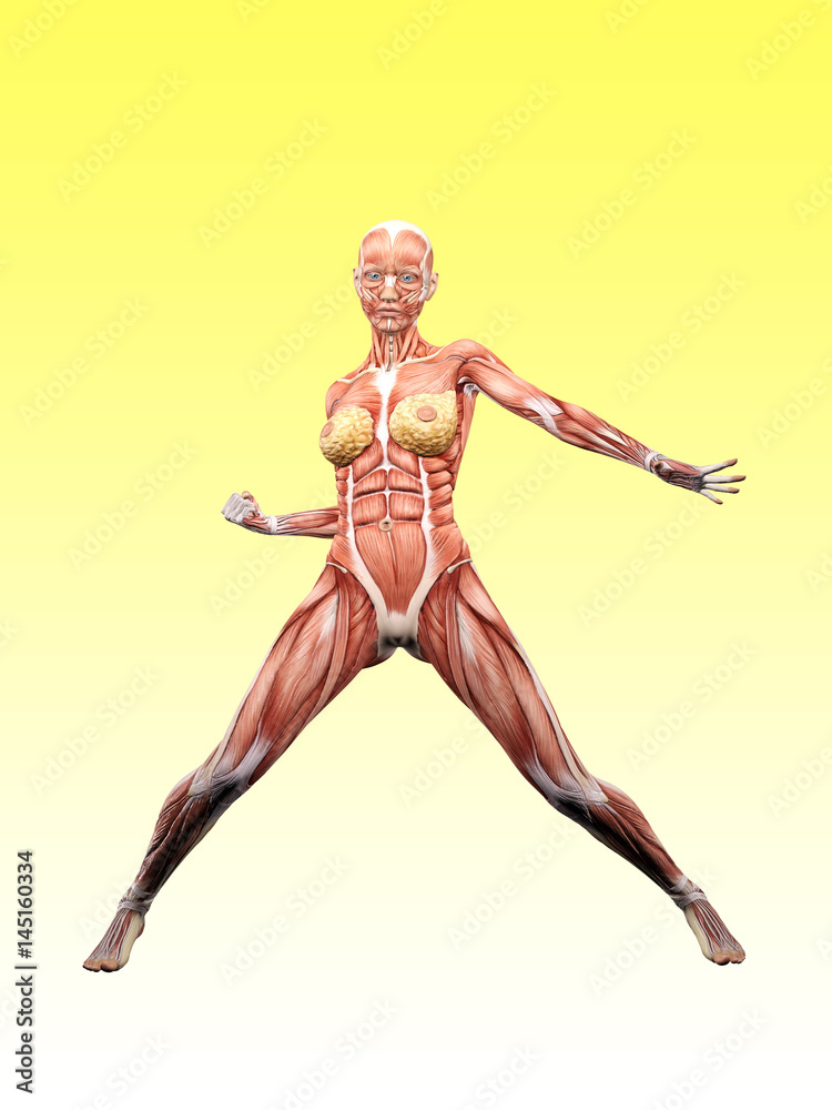 Female muscle anatomy posing 3D Illustration Female muscle anatomy posing 3D Illustration