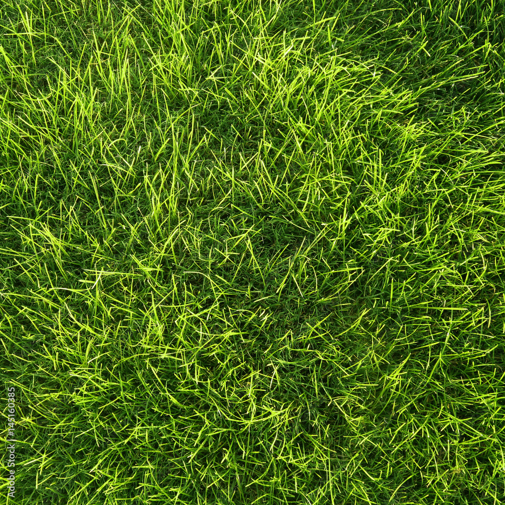 natural grass background. natural grass background.