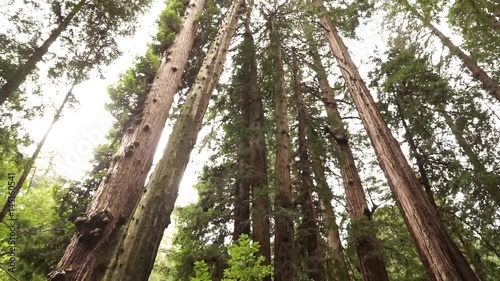 Sequoia redwood trees slow pan up