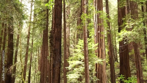 Sequoia redwood trees slow pan up
