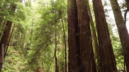 Sequoia redwood trees slow pan sideways