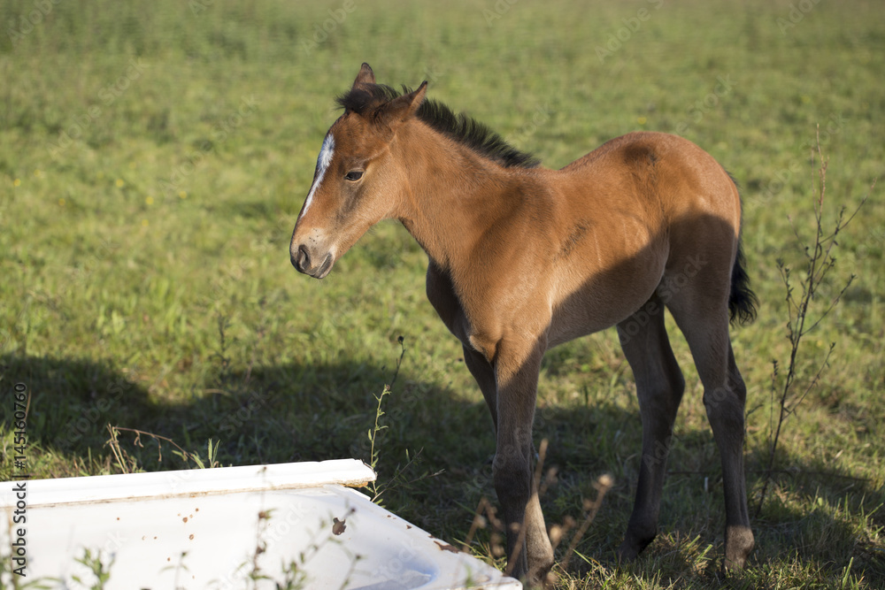 Obraz premium Foal