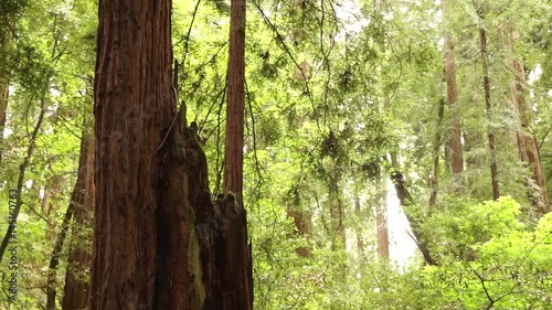Sequoia redwood trees slow pan sideways