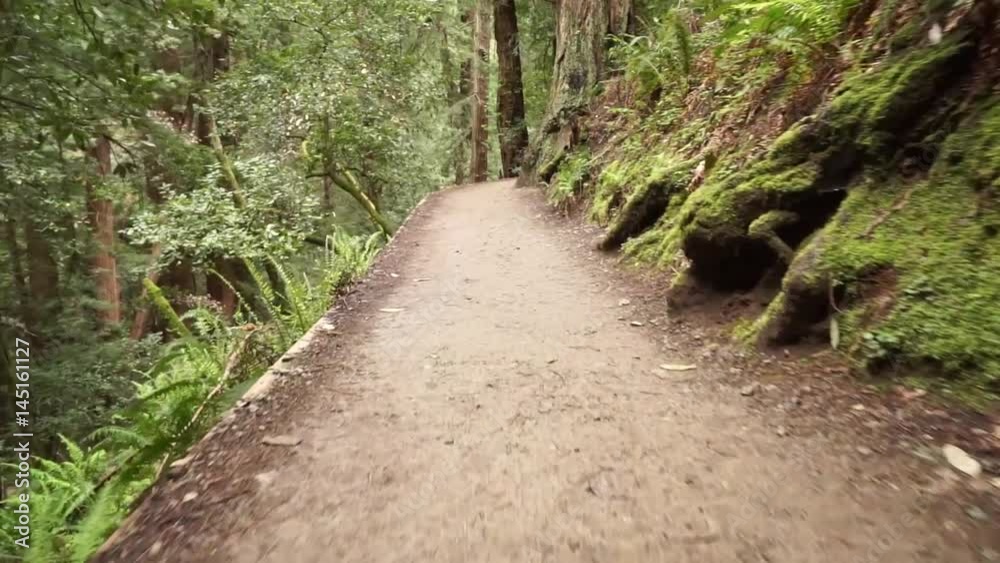 Walking along a dirt path in a dense redwood forest surrounded by ferns Walking along a dirt path in a dense redwood forest surrounded by ferns