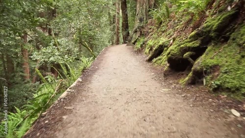 Walking along a dirt path in a dense redwood forest surrounded by ferns