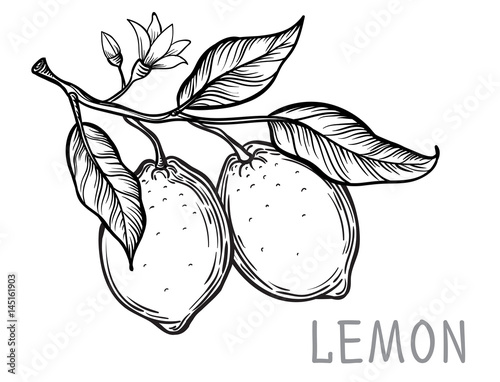 Vintage lemon tree sketch. Vector hand drawn illustration.