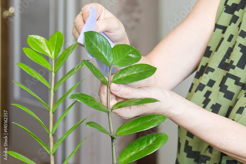 Photos Elderly female hands taking care of indoor flowers at her home, wiping the dust