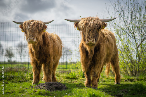 Schottische Hochlandrinder auf der Weide