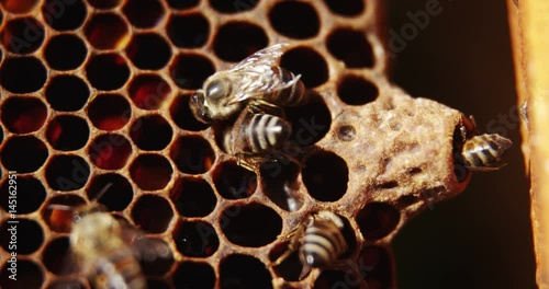 Bees in a beehive on honeycomb