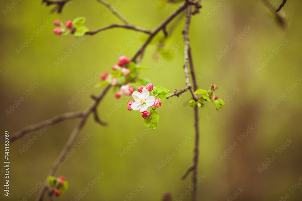 Branches of apple tree Branches of apple tree