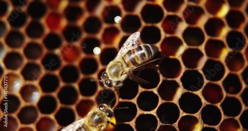 Bees in a beehive on honeycomb