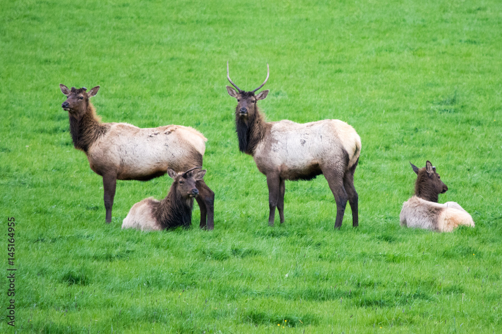elk elk