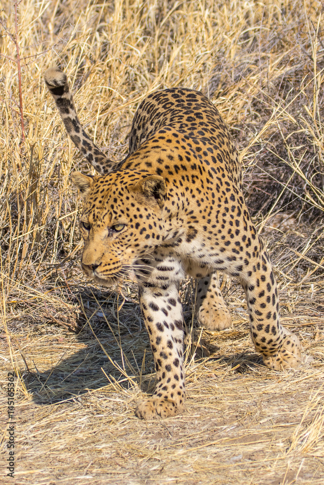 Leopard in the sun, one of the Big Five in africa Leopard in the sun, one of the Big Five in africa