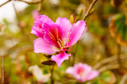 bauhinia