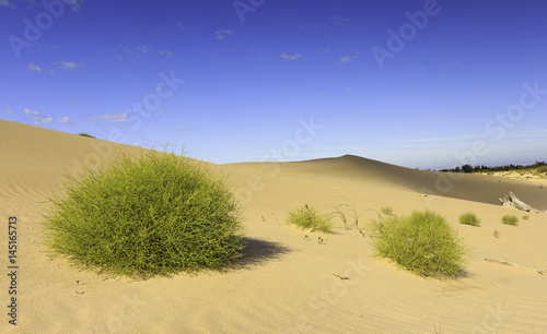 Dune Vegetation