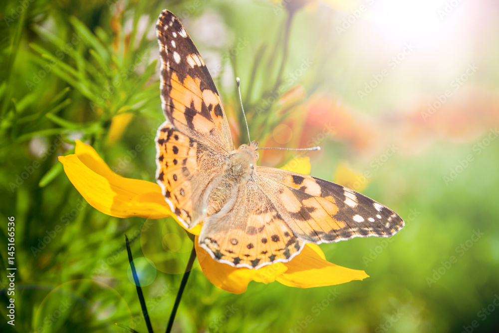 Obraz premium golden coreopsis with butterfly