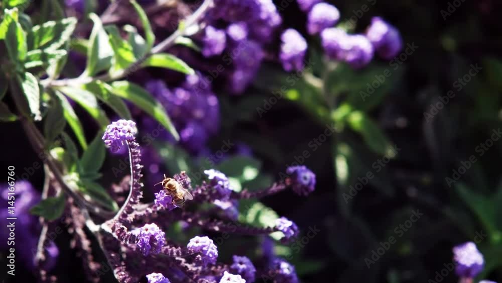 Honey bee collecting a nectar from flower Honey bee collecting a nectar from flower