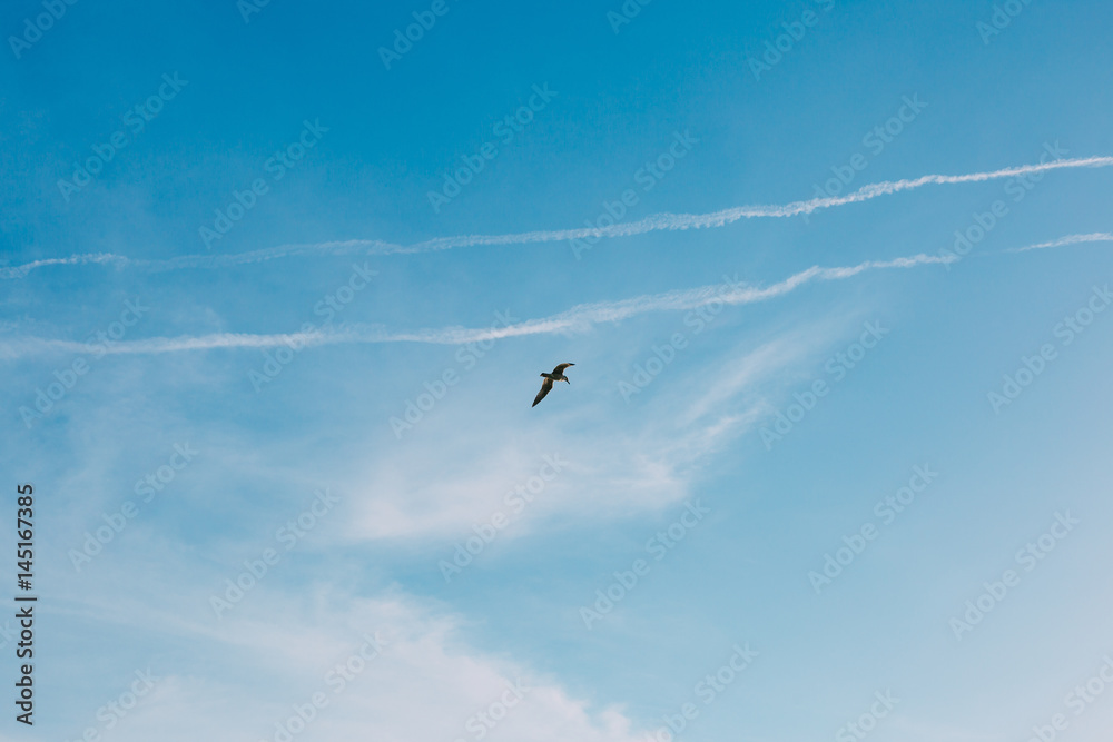 photo of gull in sky with clouds and bright sun