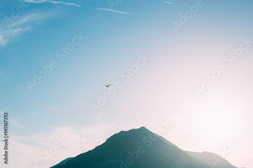 photo of gull in sky with clouds and bright sun