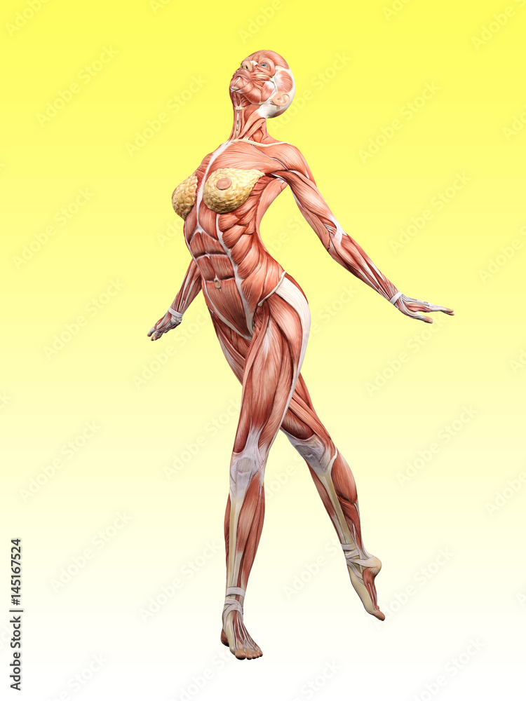 Female muscle anatomy dancing 3D Illustration