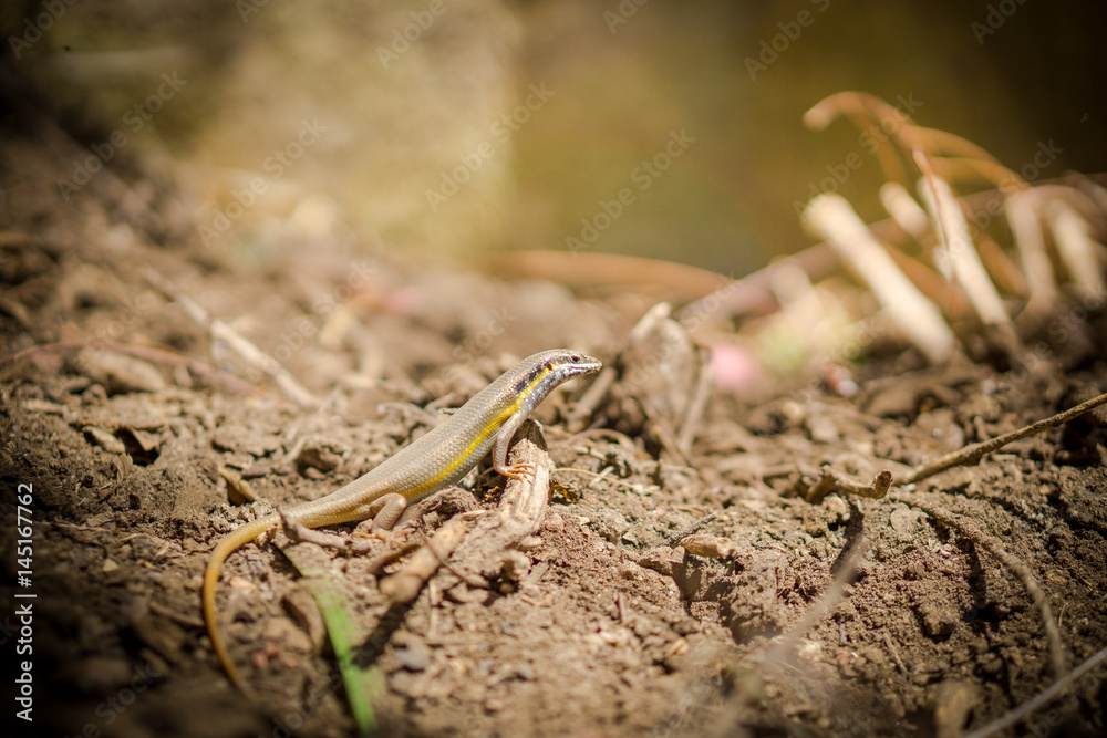lizard closeup lizard closeup