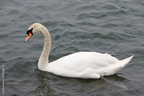 Swan