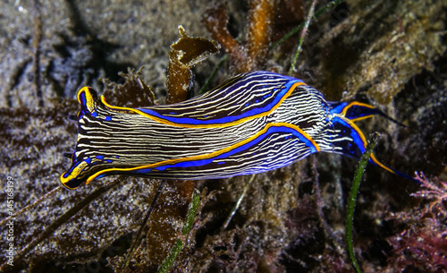 Underwater Navanax, Nudibranch