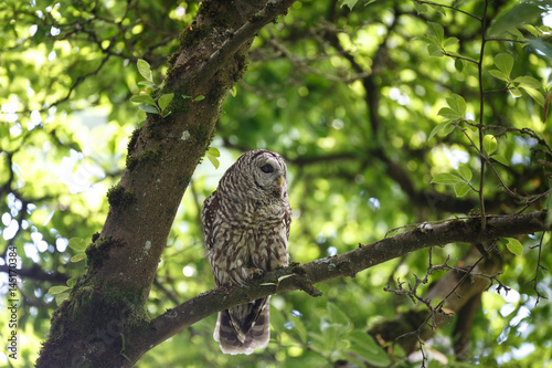 adult barred owl