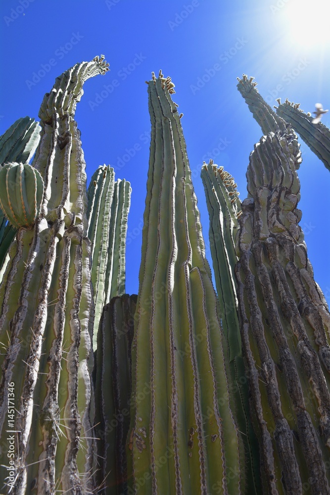 Majestic Cactus 