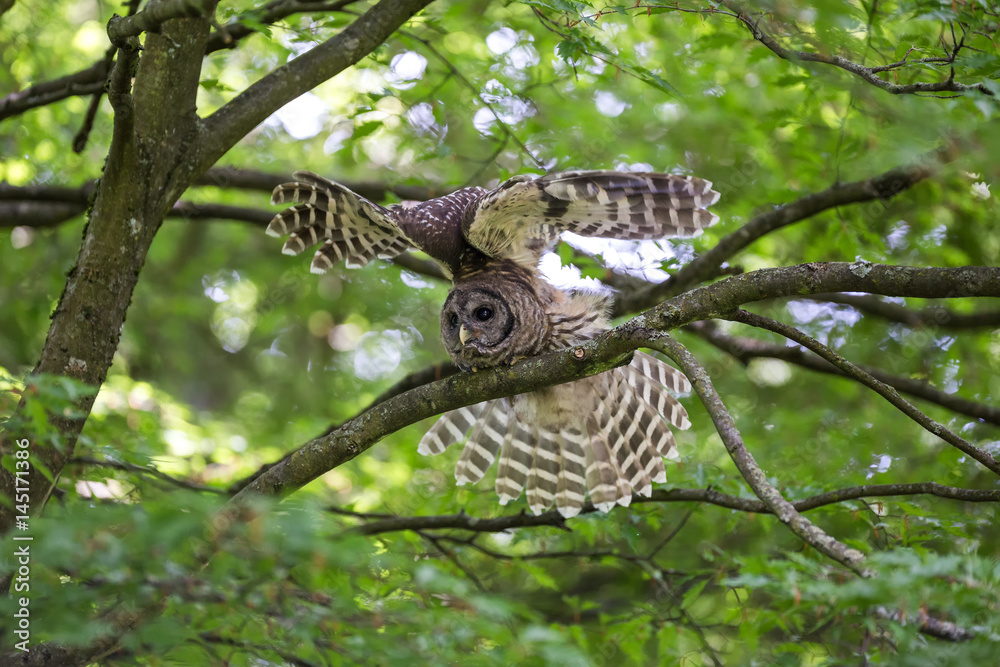 Obraz premium Juvenile barred owl
