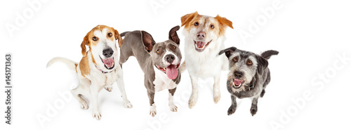 Four Happy Dogs Looking Up Horizontal Banner