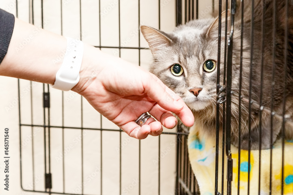 Obraz premium Ręczne pieszczoty przestraszonego kota w klatce