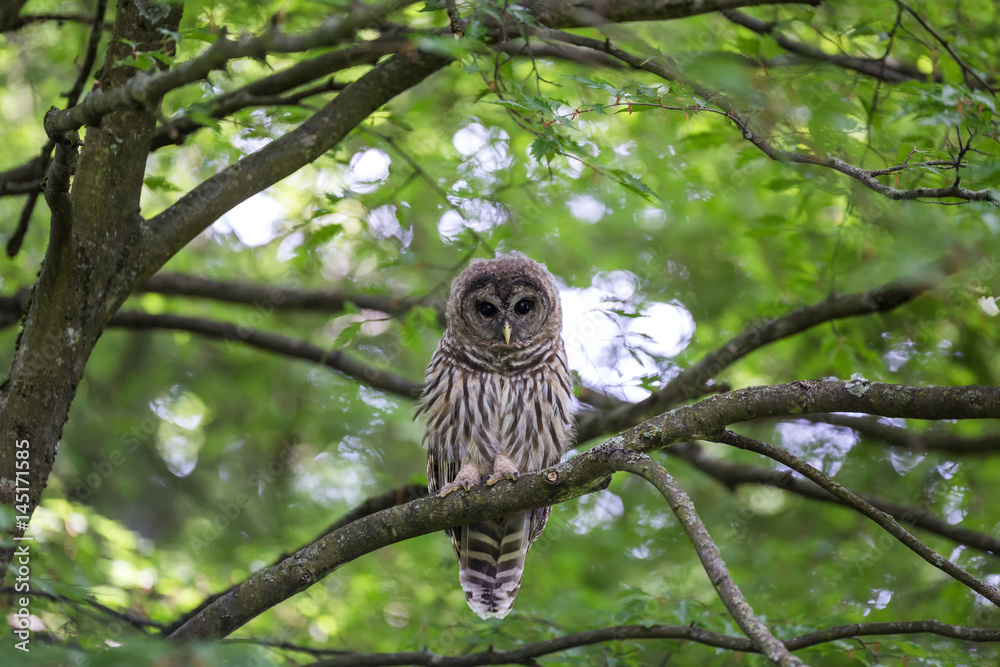 Obraz premium Juvenile barred owl