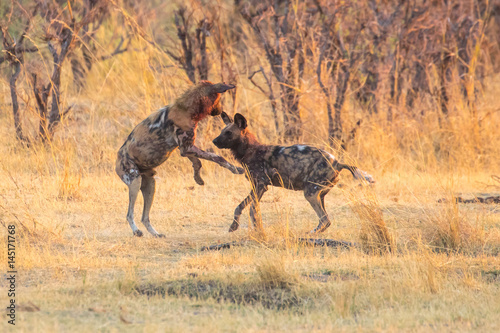 Wild dogs playing after hunting in the morning sun