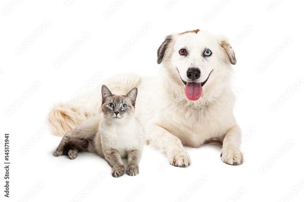 Happy Siamese Cat and Shepherd Dog Together