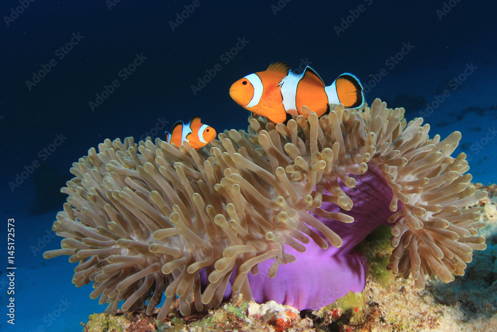 Fototapeta premium Clownfish (Nemo fish). Clown Anemonefish