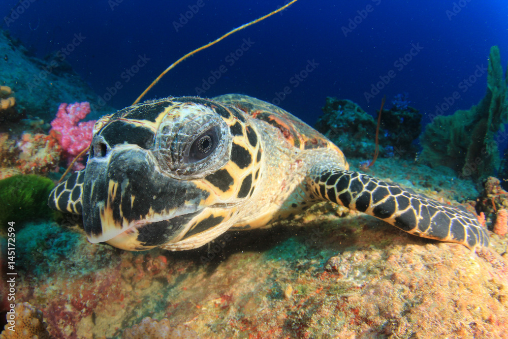 Obraz premium Hawksbill Sea Turtle feeds on coral