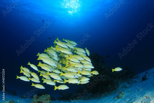 Fototapeta Naklejka Na Ścianę i Meble -  School of Snapper fish